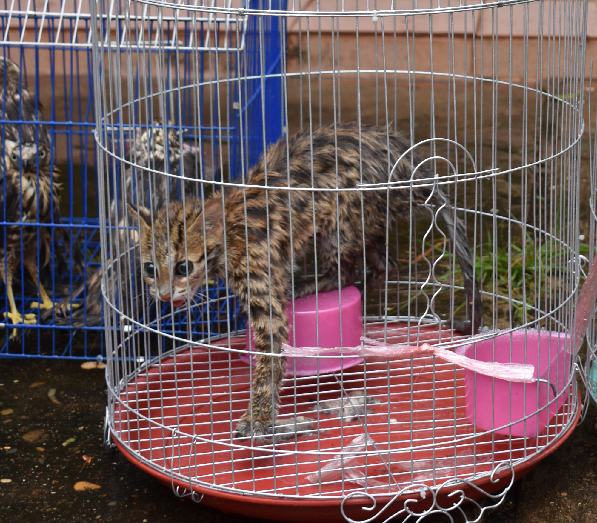 Leopard cat rescued from an illegal wildlife market