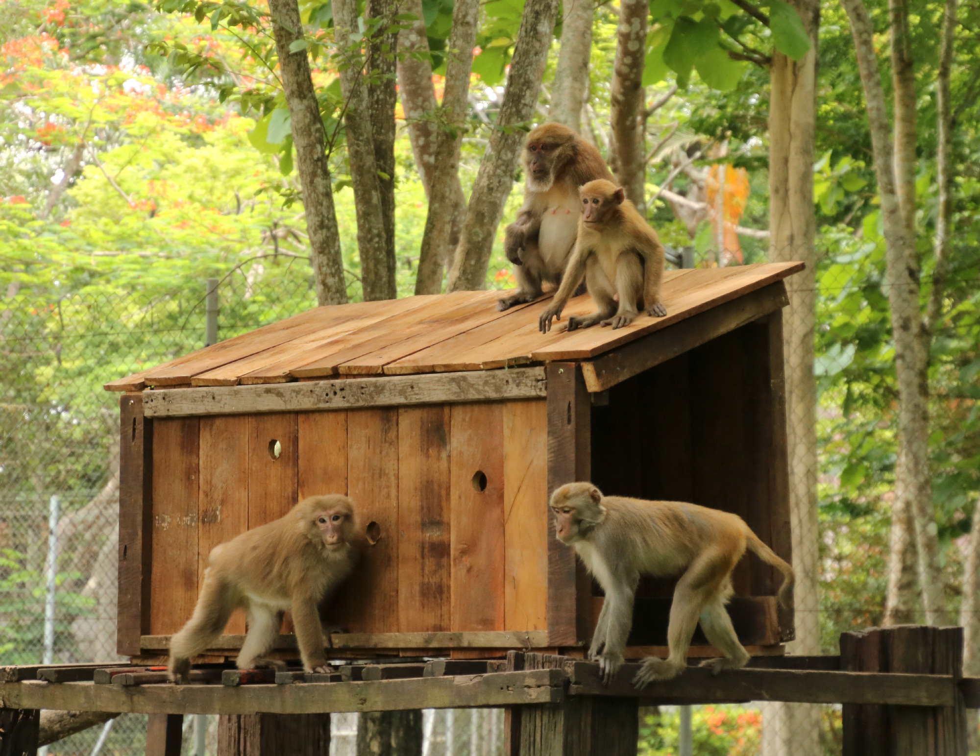 Macaques explore their new wooden house