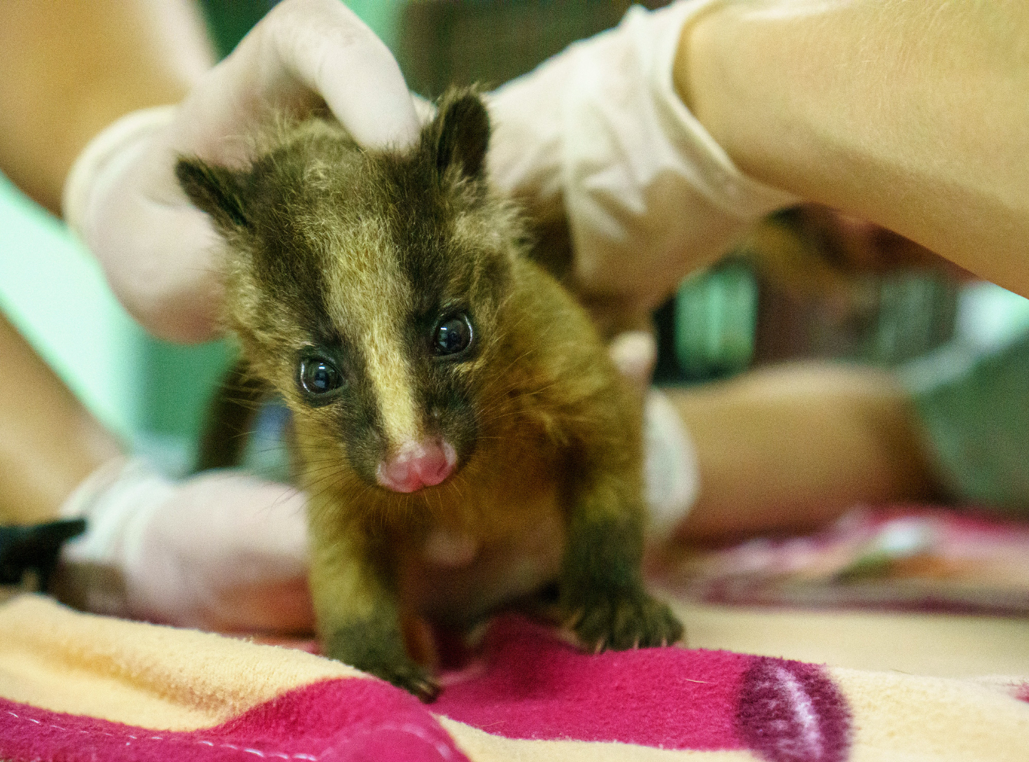 Baby masked palm civet undergoing a health check